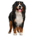 Dogs Largest Breeds